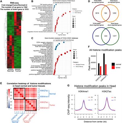 Genome-Wide Enhancer Analysis Reveals the Role of AP-1 Transcription Factor in Head and Neck Squamous Cell Carcinoma